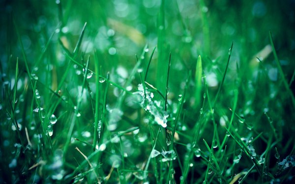 Зеленый цвет в природе