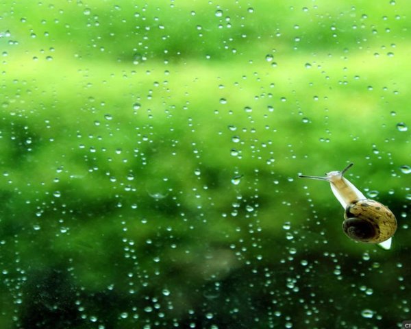 Зеленый дождь