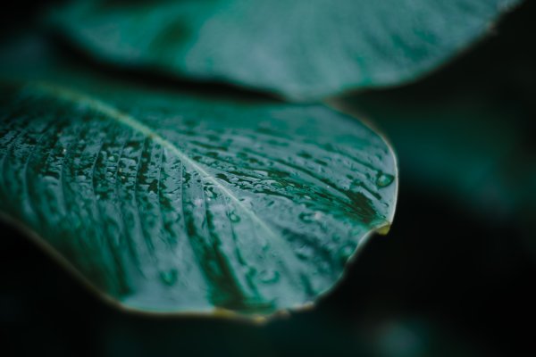 Мокрые зеленые листья