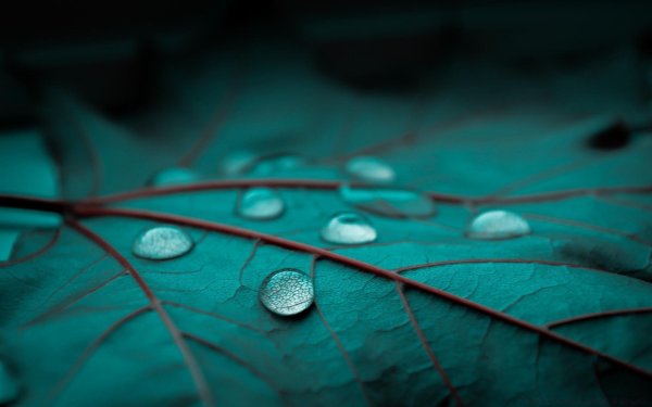 Бирюзовый цвет в природе