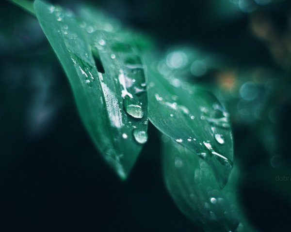 Капли макро