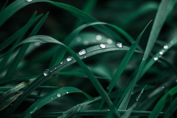 Роса на траве