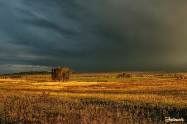 Дождь в степи