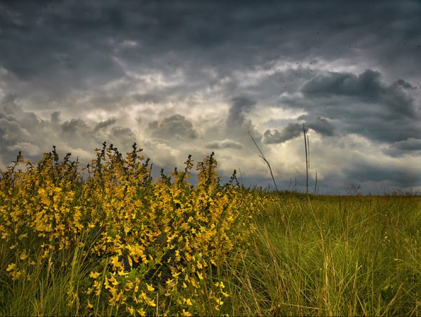 Степь перед грозой
