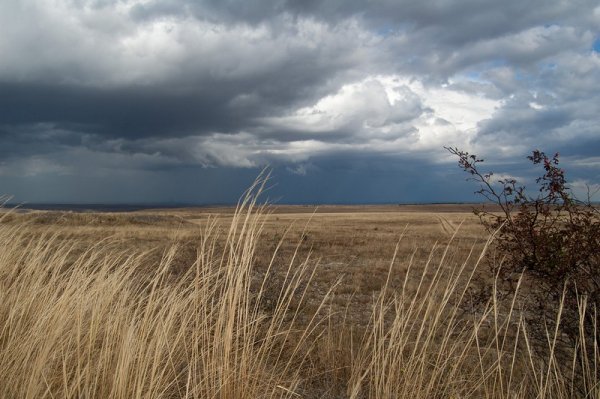 Бэрэганская степь