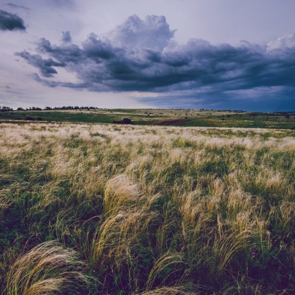 Ковыльная степь Запорожье