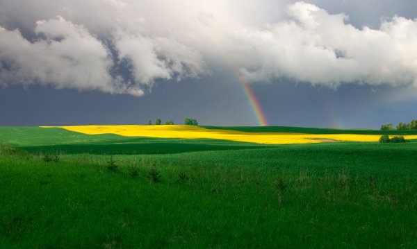 Поле после летнего дождя