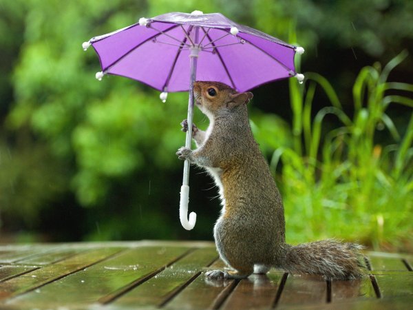 Животное с зонтиком