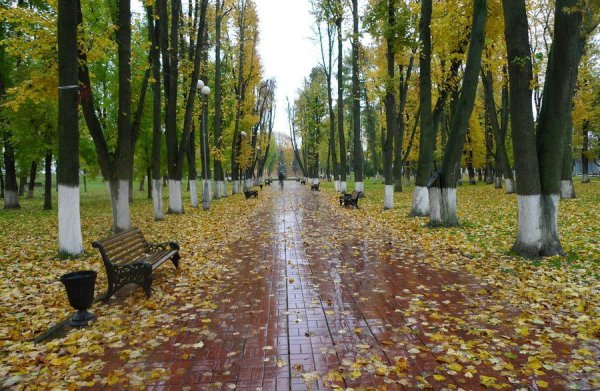 Осень парк дождь