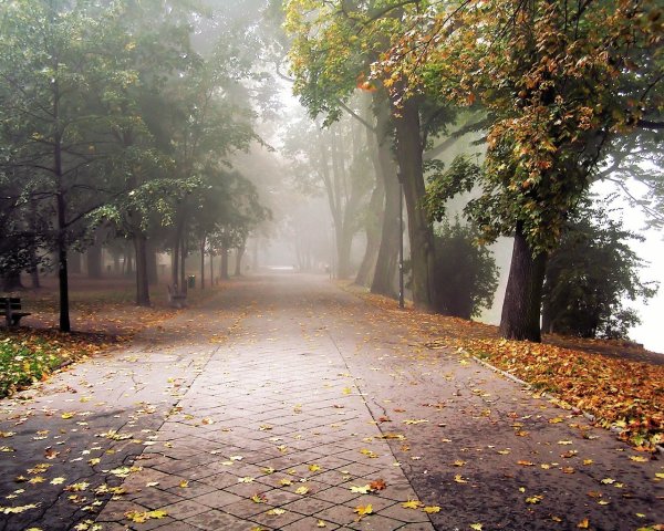 Пасмурная осень парк