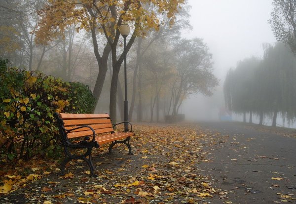 Осень дождь