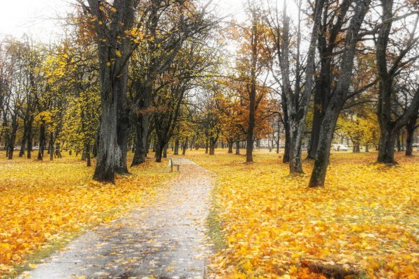 Дождливая осень в парке