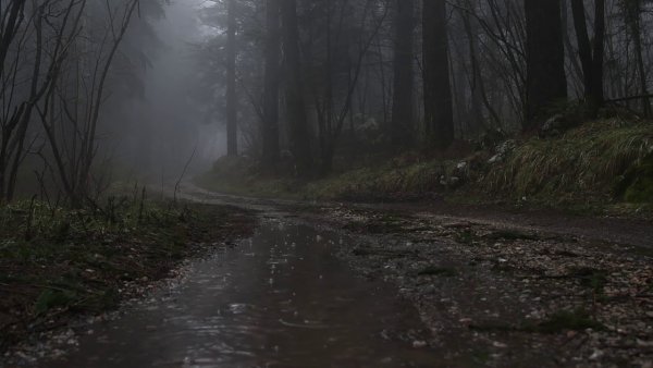 Дождь в лесу