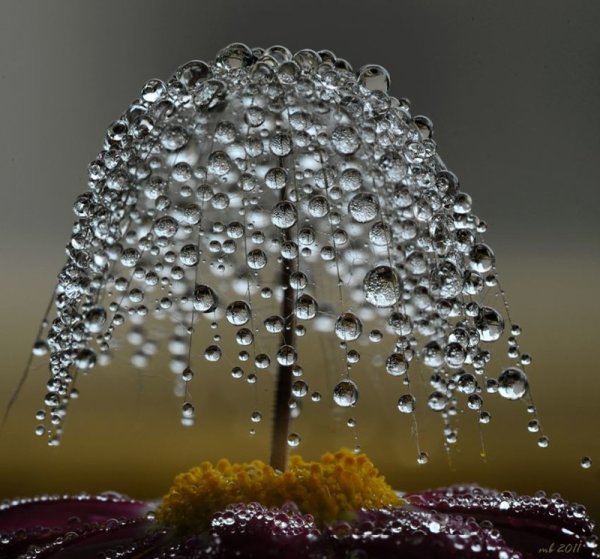 Роса на цветке с паутиной