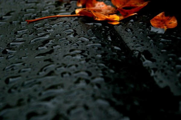 Осень листья дождь черно-белое