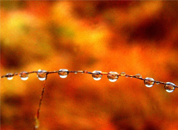 Golden Raindrops картина