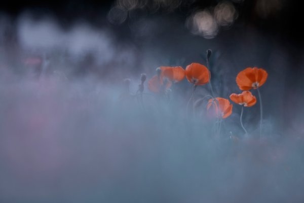 Дождь оранжевые маки