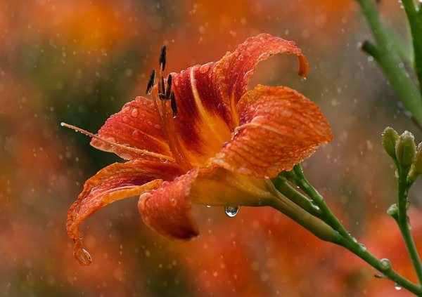 Лилии под дождем