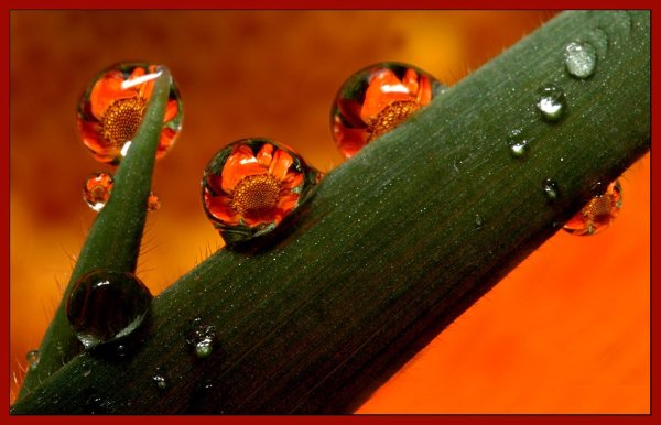 Оранжевый мир