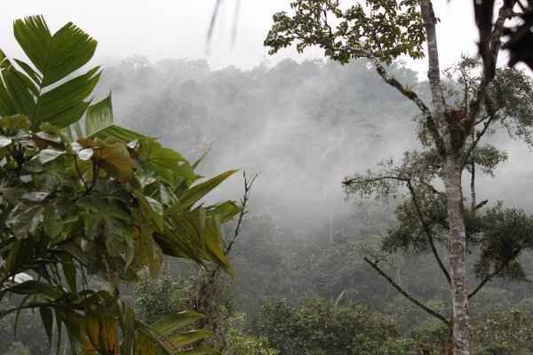 Тропические вечнозеленые леса Тайланда