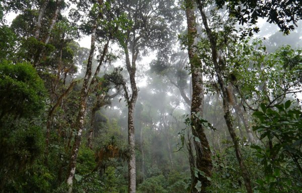 Дождевые леса Австралии Баньян