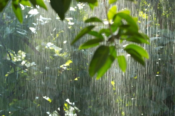 Ливневый тропический дождь