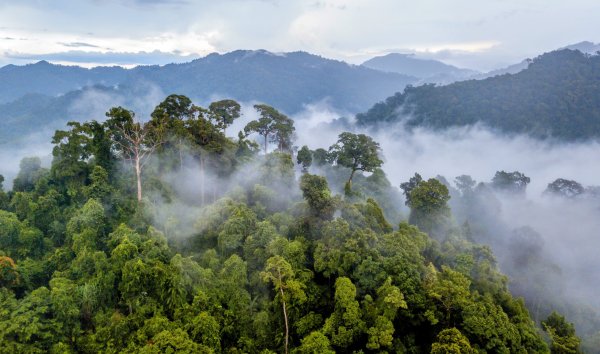 Леса гилеи Коста Рика