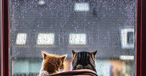 Доброе утро дождь за окном