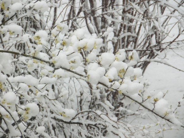 Снежный апрель