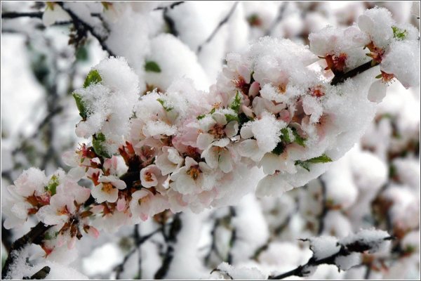 Апрельский снежок