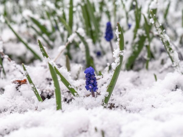 Апрельский снег