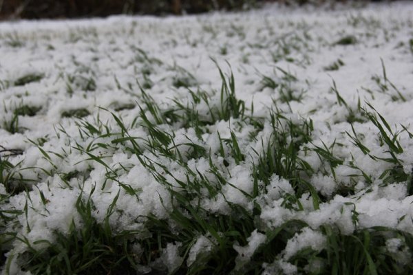 Снег в апреле