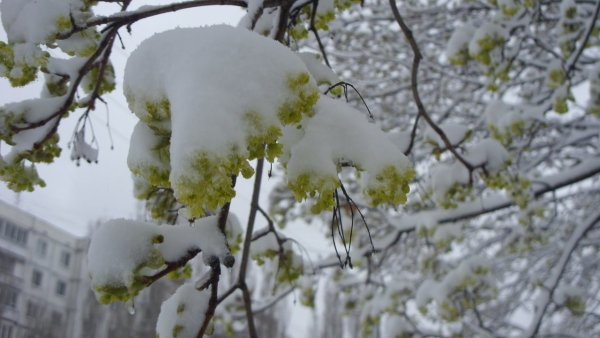 Метель в апреле