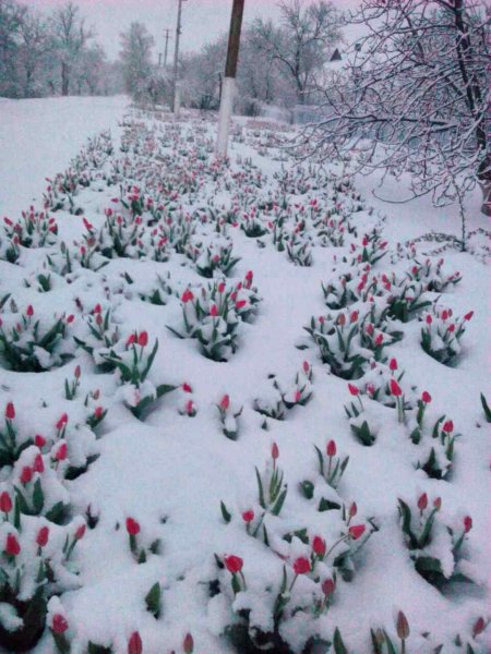 Снежный апрель