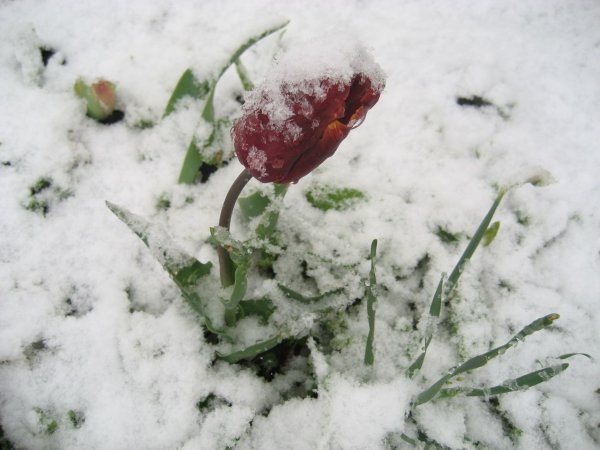 Весной выпал снег