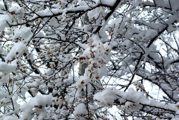 Весенний снегопад