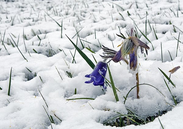 Зимой наступила Весна