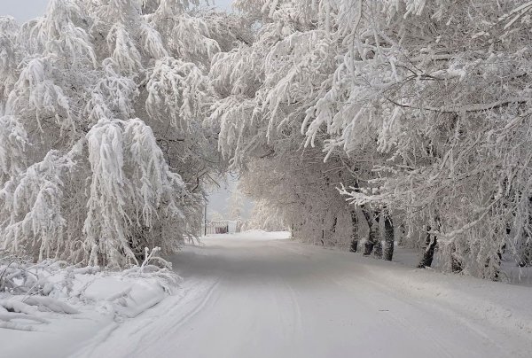Деревья в снегу