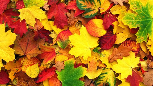 Листья осенью