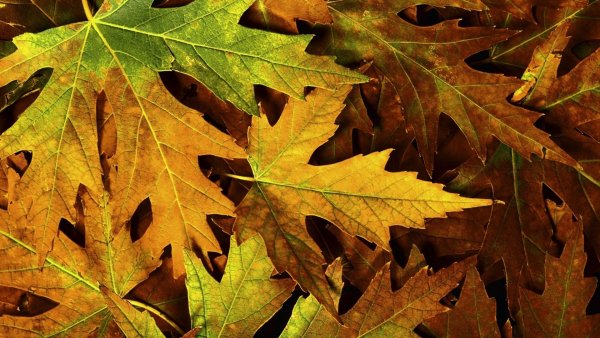 Осенняя листва