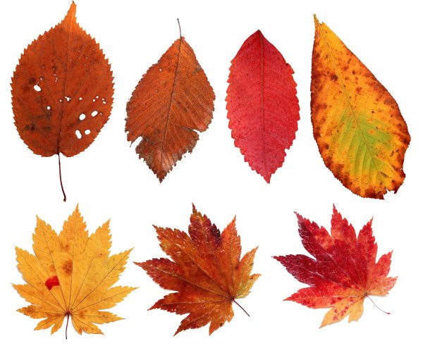 Разные листья