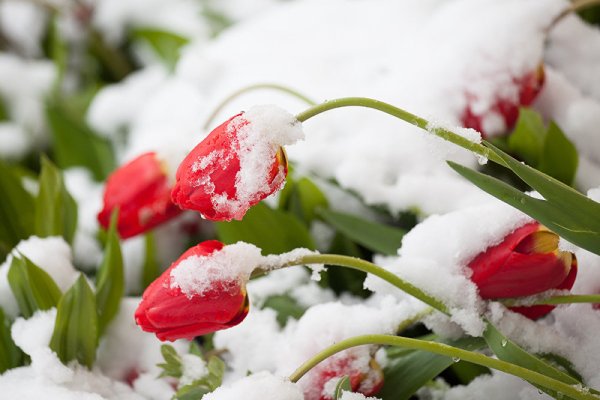 Открытки снег в мае