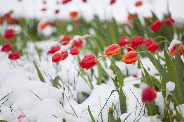 Снегопад летом