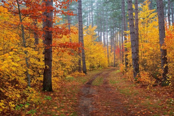 Осень в лесу