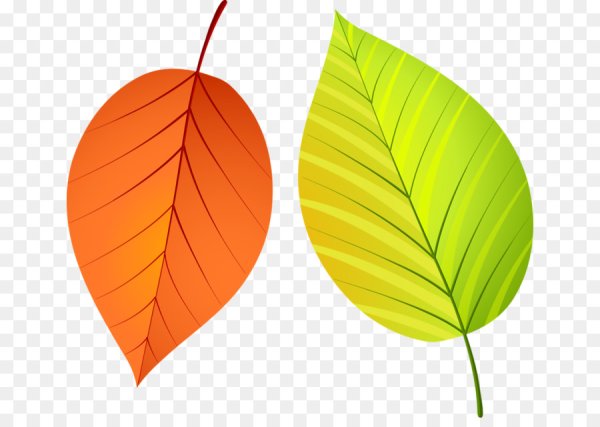 Цветной лист