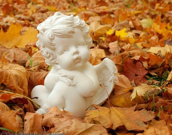 Осенний ангел