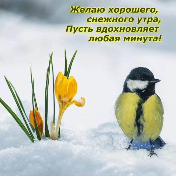 Синички на снегу