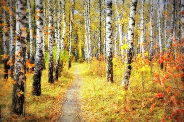 Осенний лес для детей