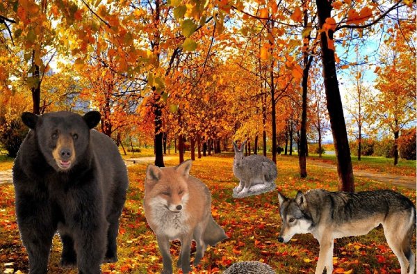 Дикие животные осенью