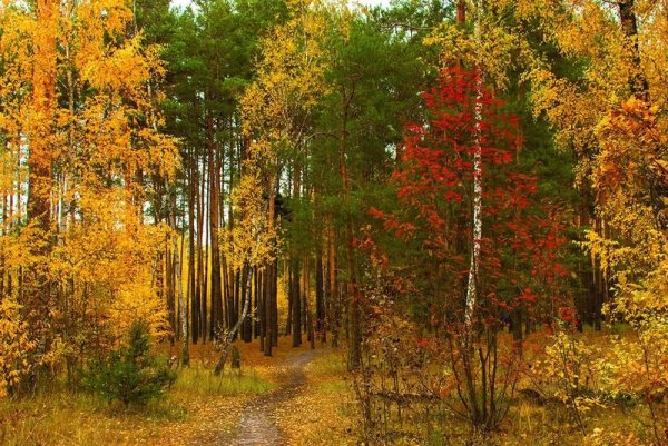 Прогулка по осеннему лесу